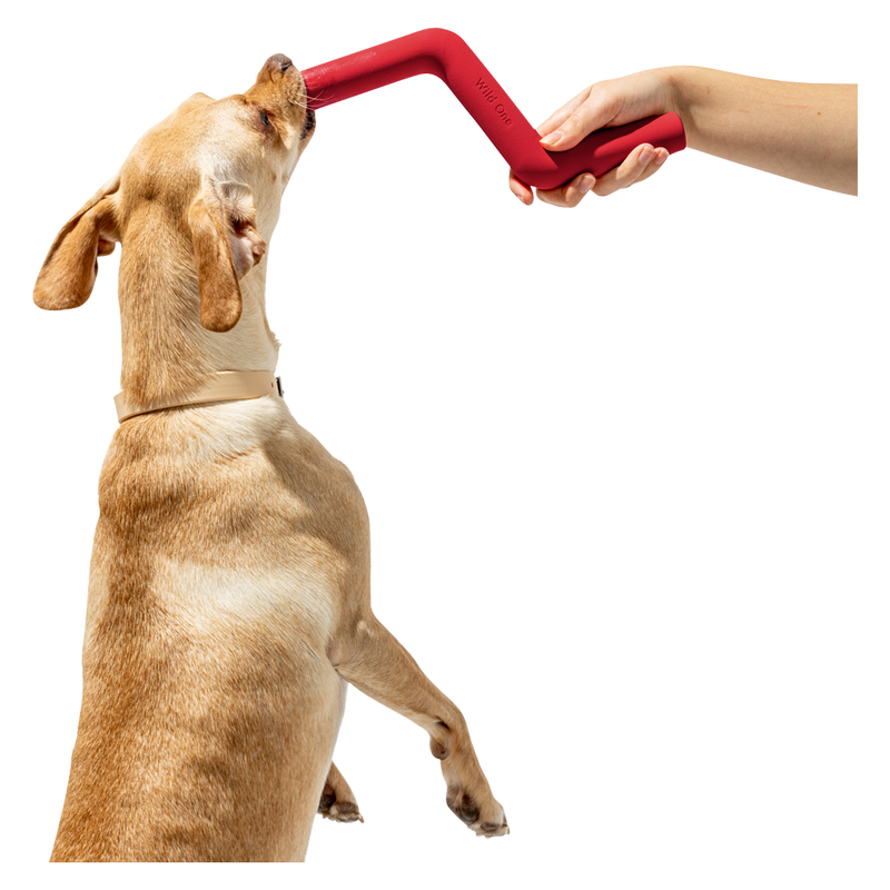 Wild One Bolt Bite Standard Dog Toy in Strawberry